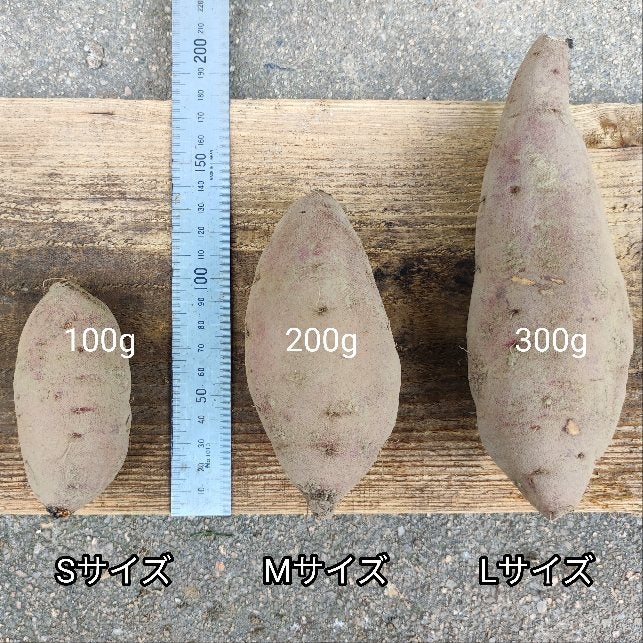 自然栽培さつまいも 6kg | 白井自然農園