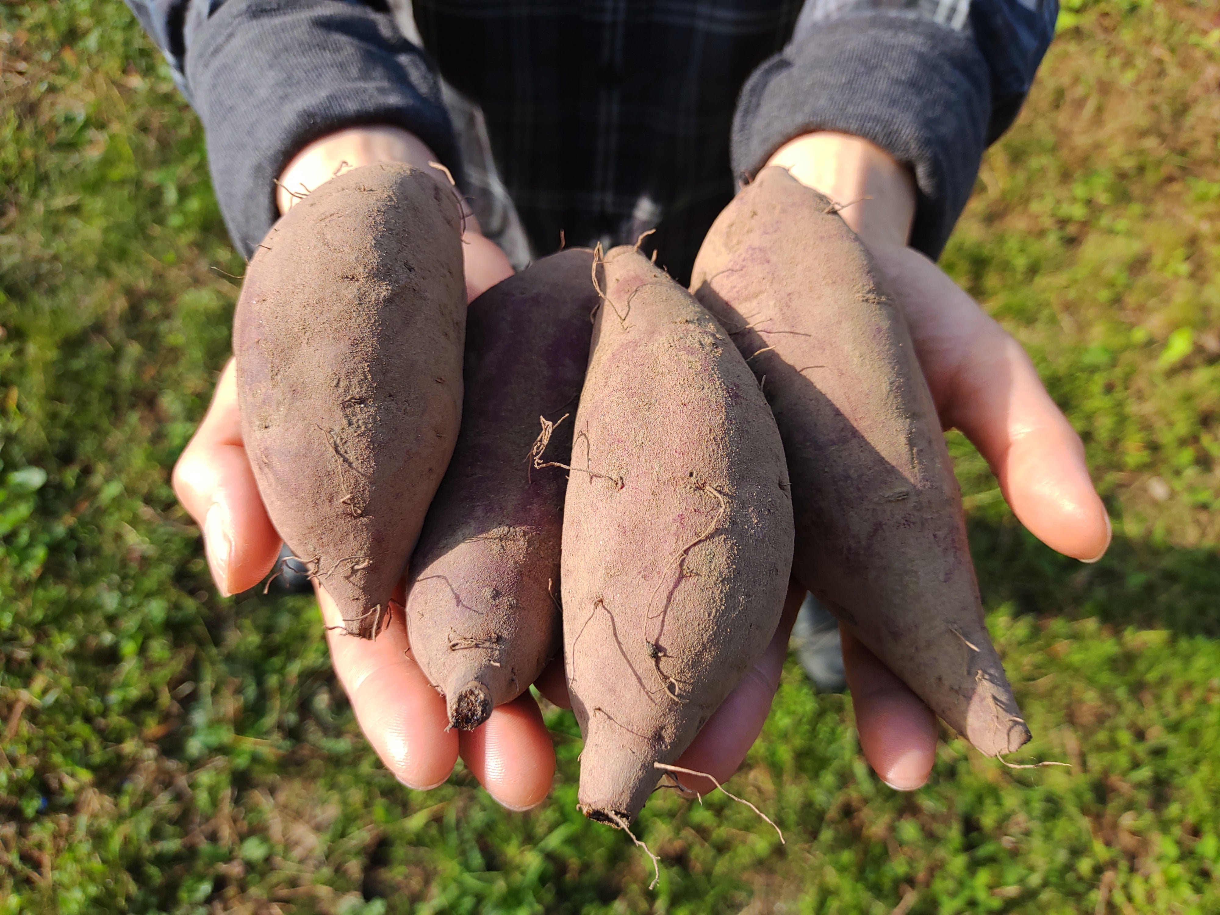 さつまいも 自然栽培さつまいも 6kg | 白井自然農園